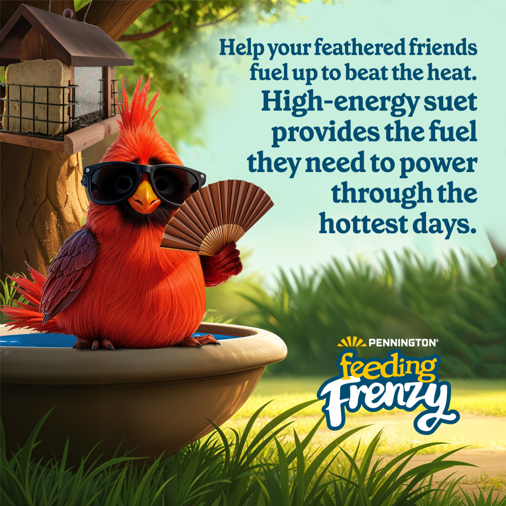 100551952-pennington-feeding-frenzy-woodpecker-_-songbird-delight-10-ounce-7