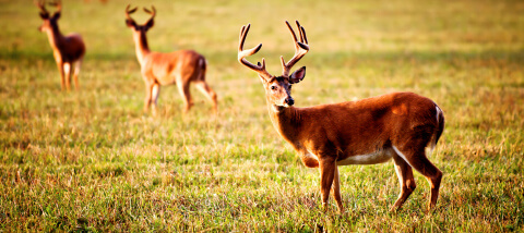 About_Wildlife-mobile