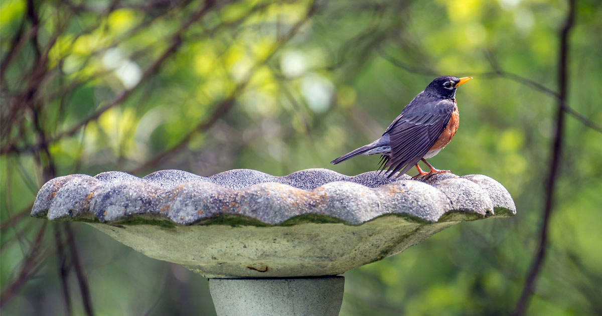 Male American Robin on a bird bath