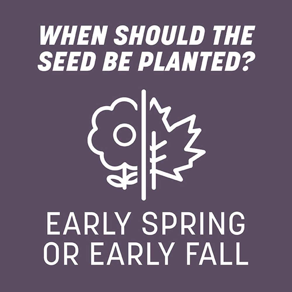 when-to-plant-annual-ryegrass