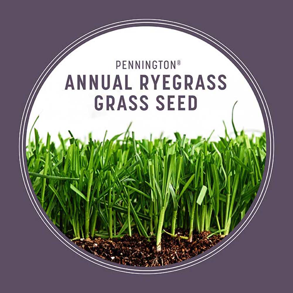 annual-ryegrass
