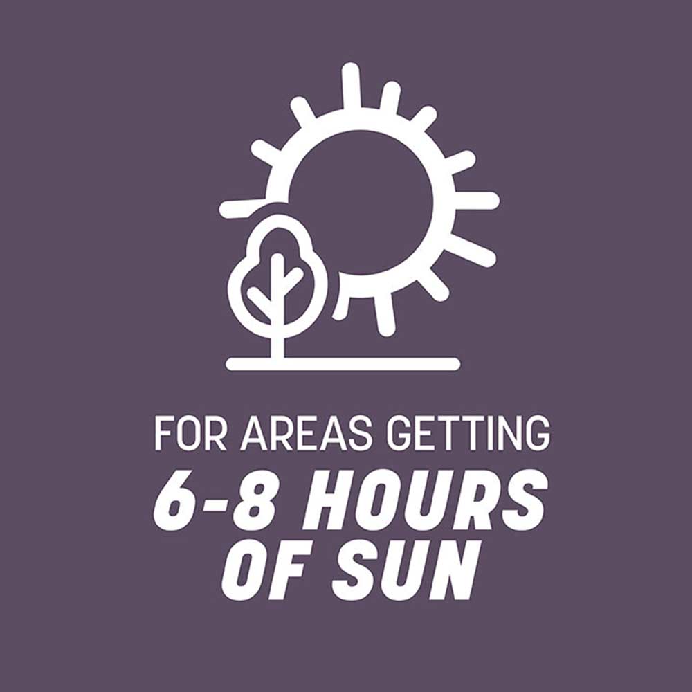 annual-ryegrass-sun-tolerance