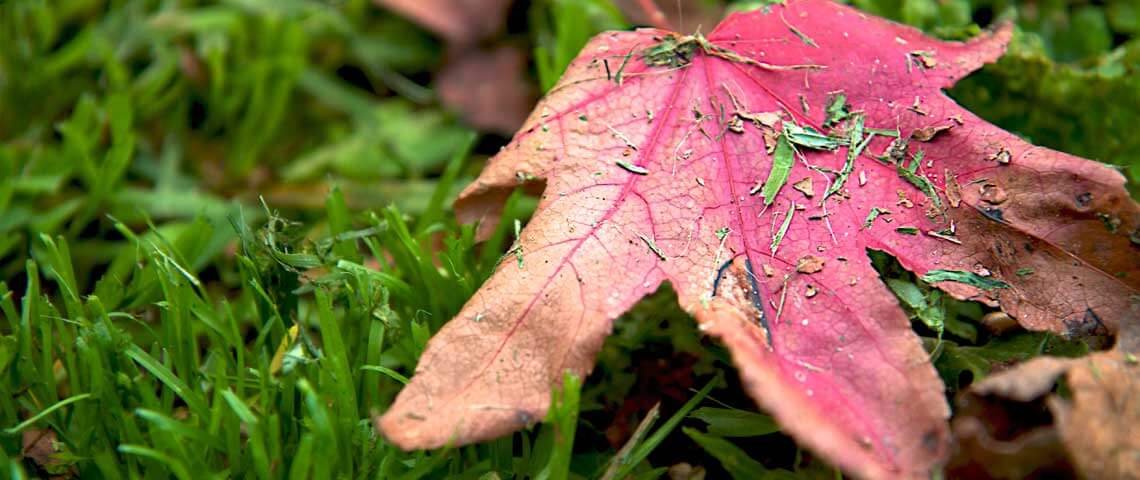 Autumn leaf in grass