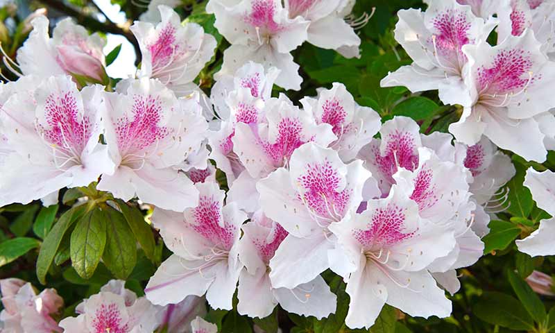 azaleas