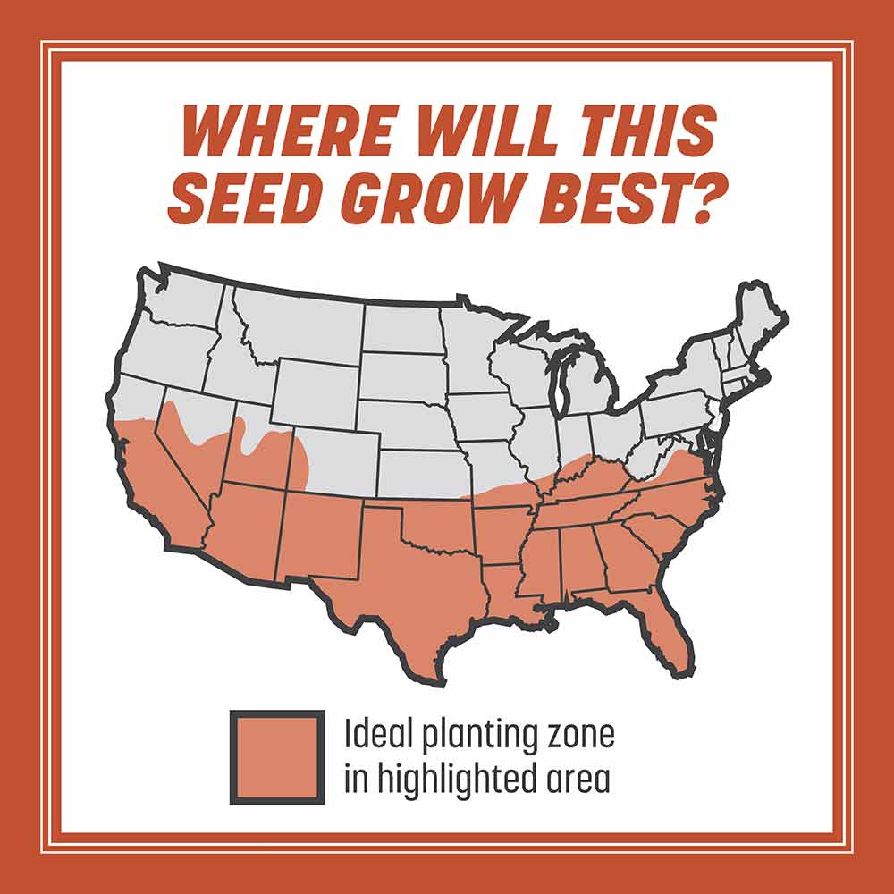 Bermudagrass-Grass-Seed-Alt-Images-4