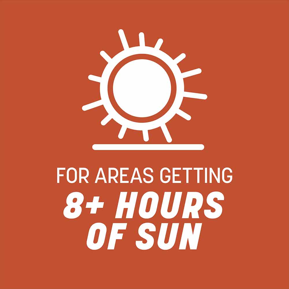 Bermudagrass-Grass-Seed-Alt-Images-5