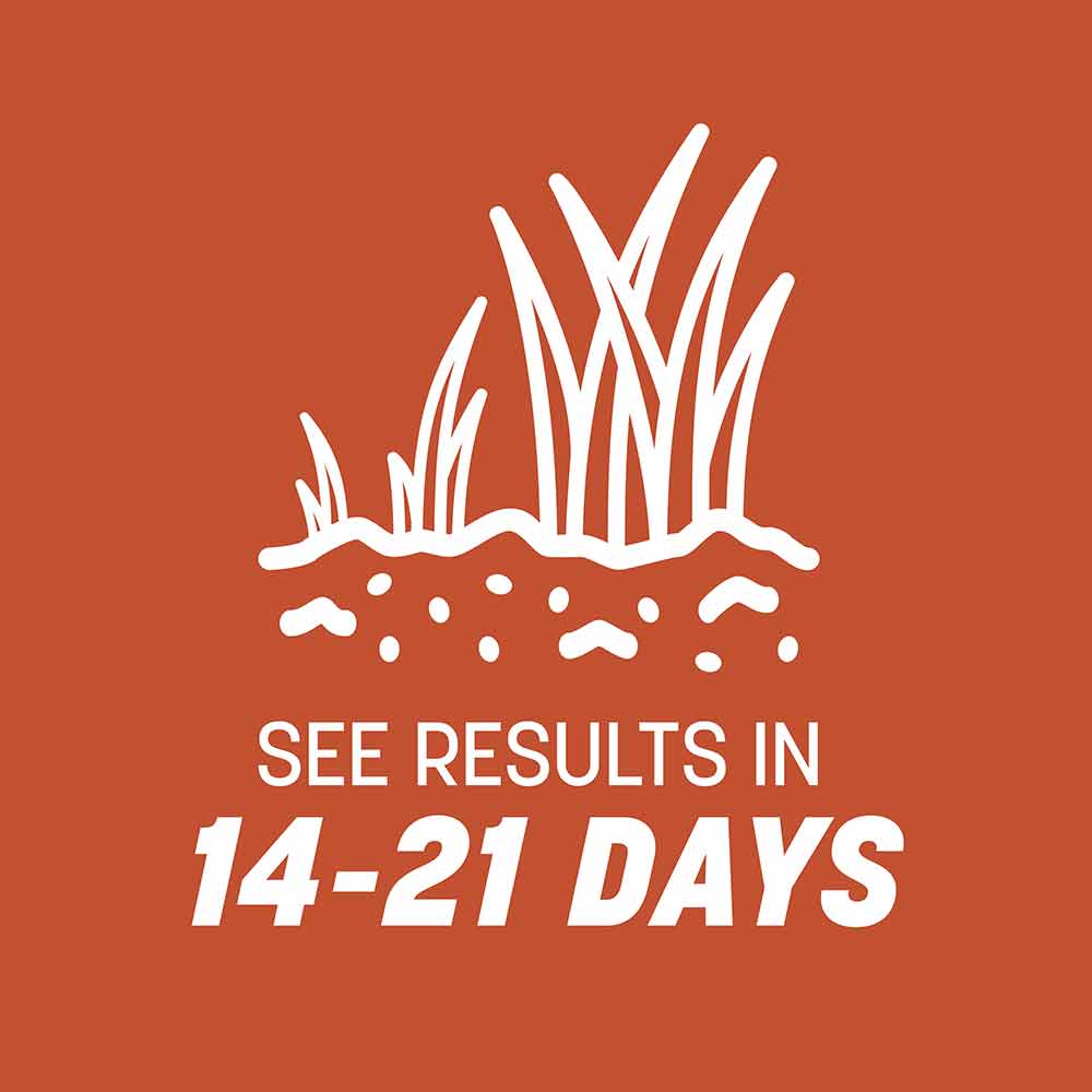 Bermudagrass-Grass-Seed-Alt-Images-6