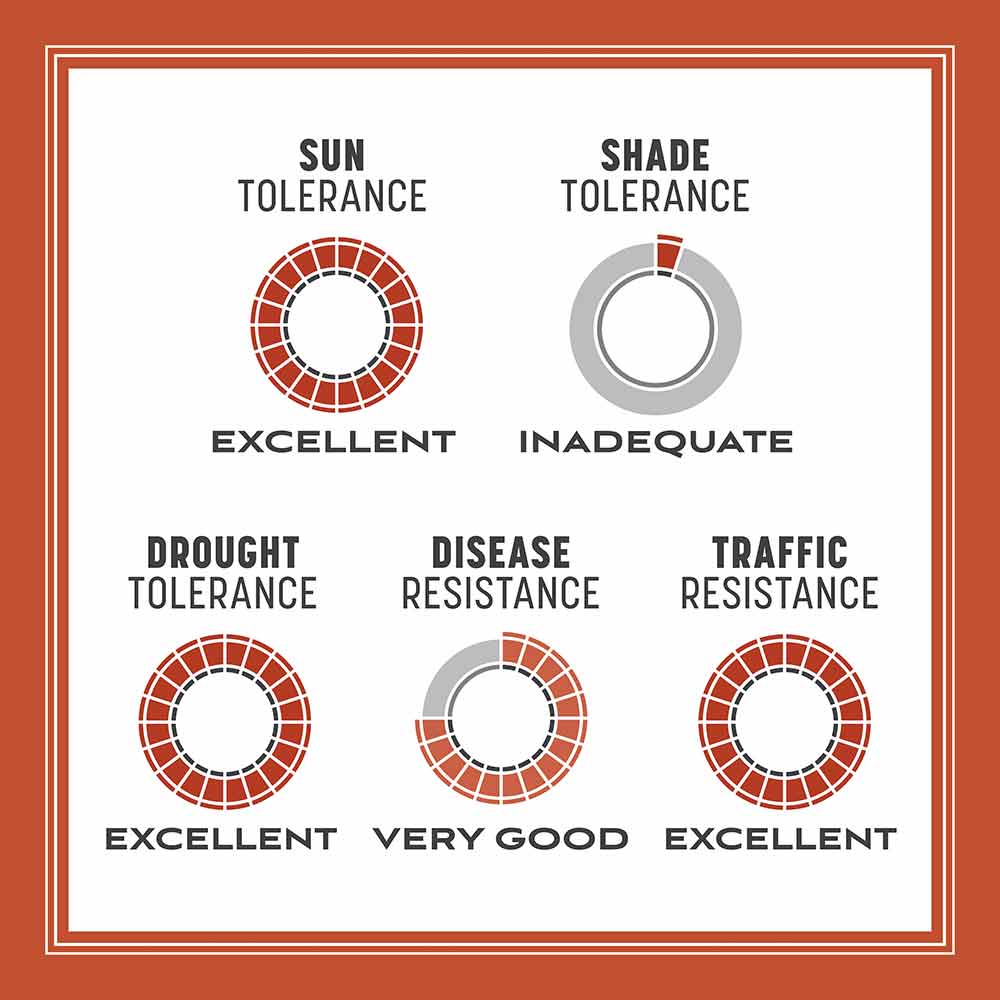 Bermudagrass-Grass-Seed-Alt-Images-7