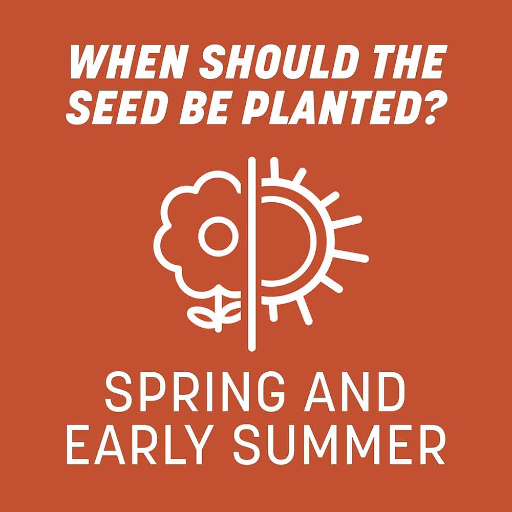 Bermudagrass-Grass-Seed-Alt-Images-9