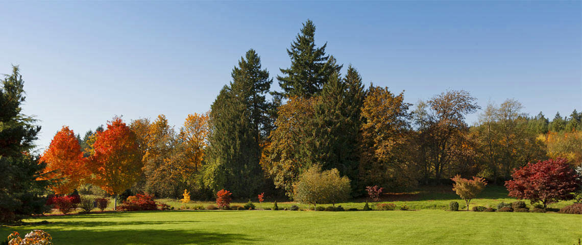 Bermudagrass during fall