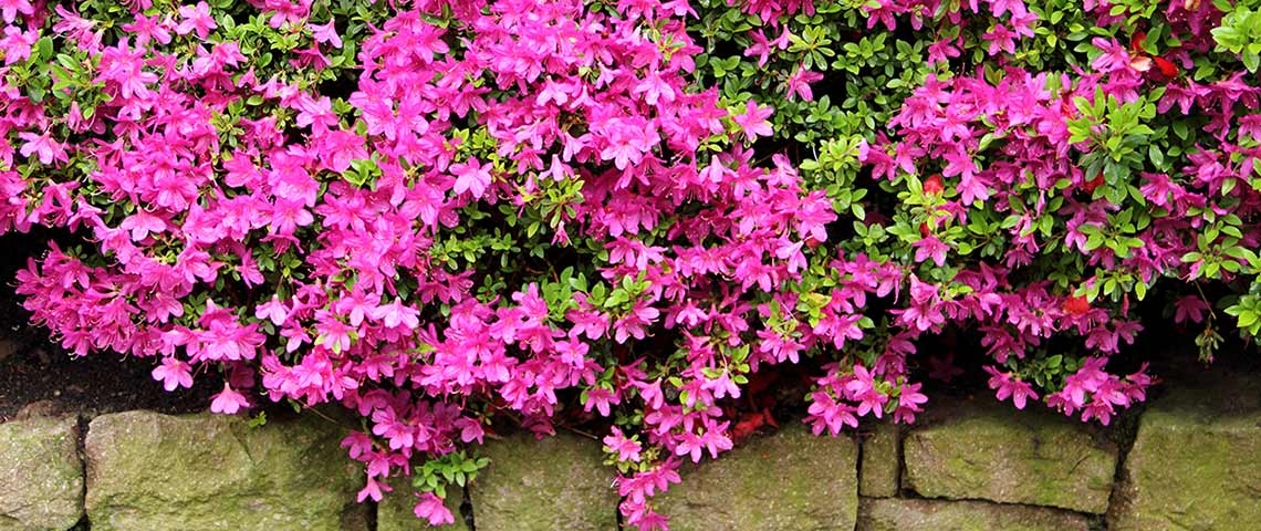 blooming-azaleas-h