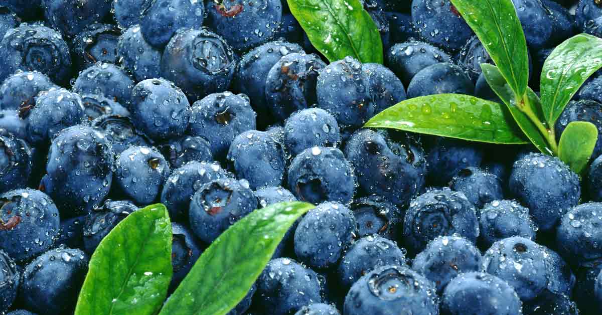 Fresh Blueberries