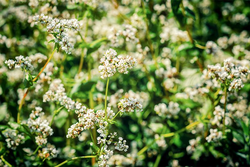 buckwheat fagopyrum esculentum
