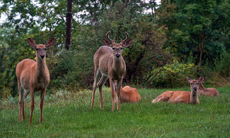 Capitalize on Deer Instincts and Habits