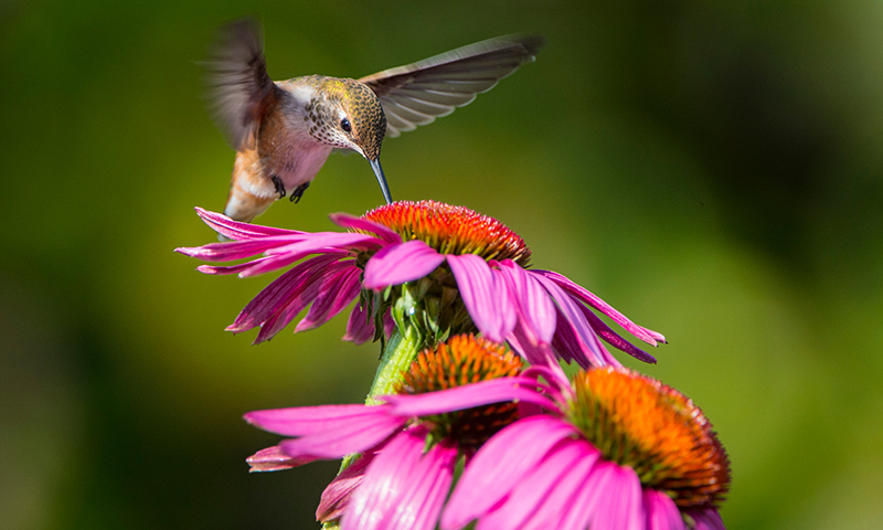 Caring for Native Plants