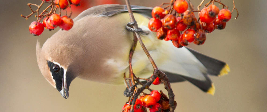 Cedar Waxwing perched on tree