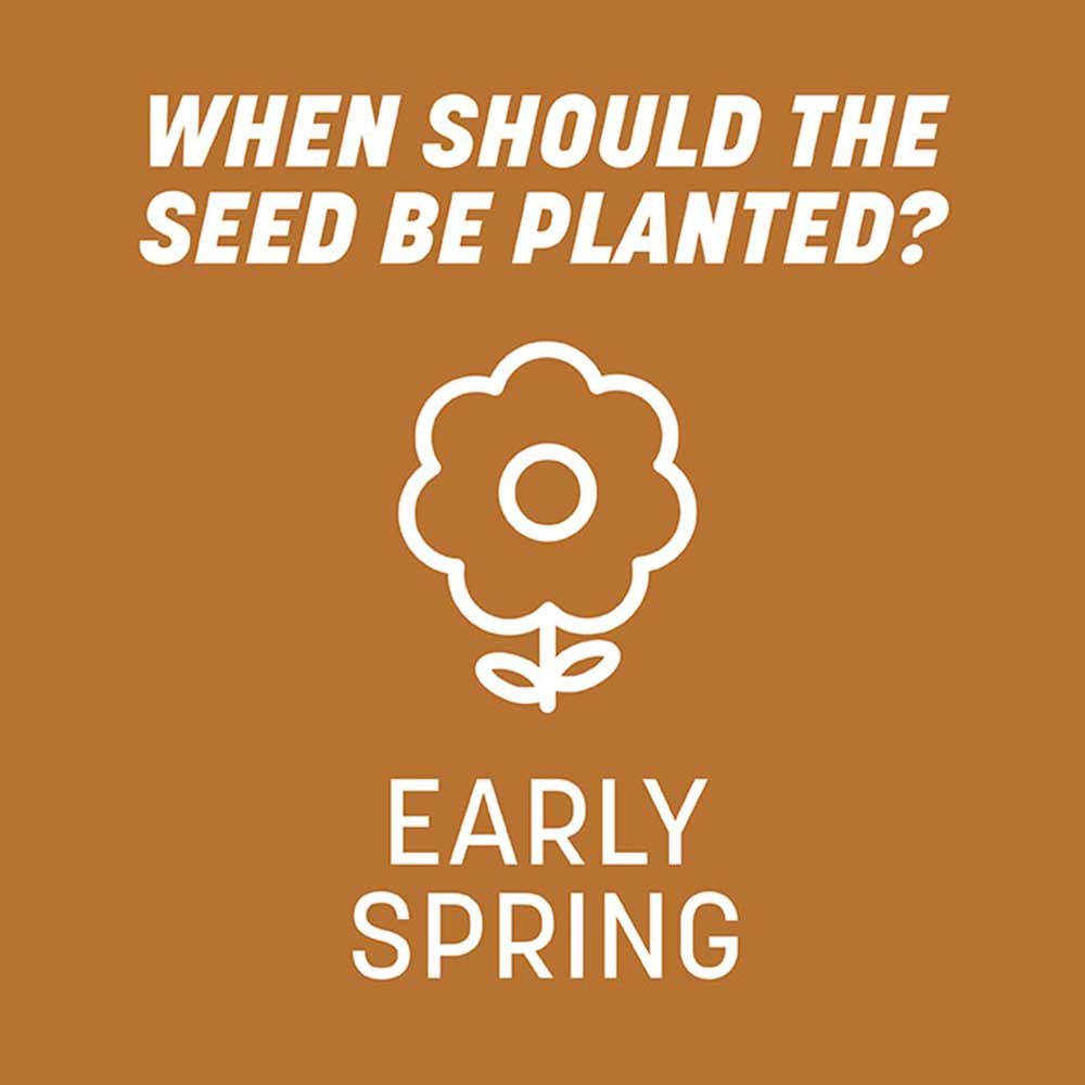 when-to-plamt-centipede-grass