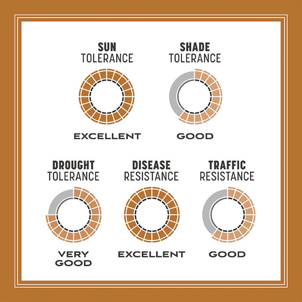 centipede-grass-tolerance