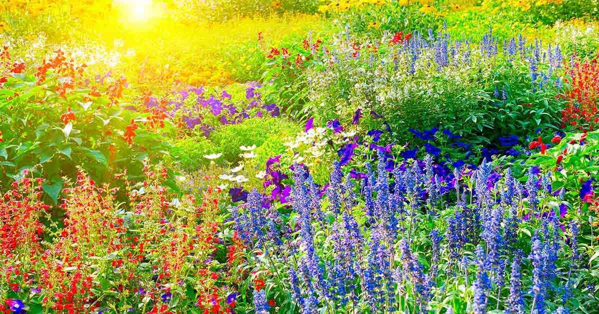 Colorful flower bed in sunlight