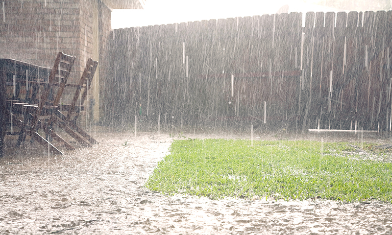 Bad weather can leave your grass more vulnerable to disease.