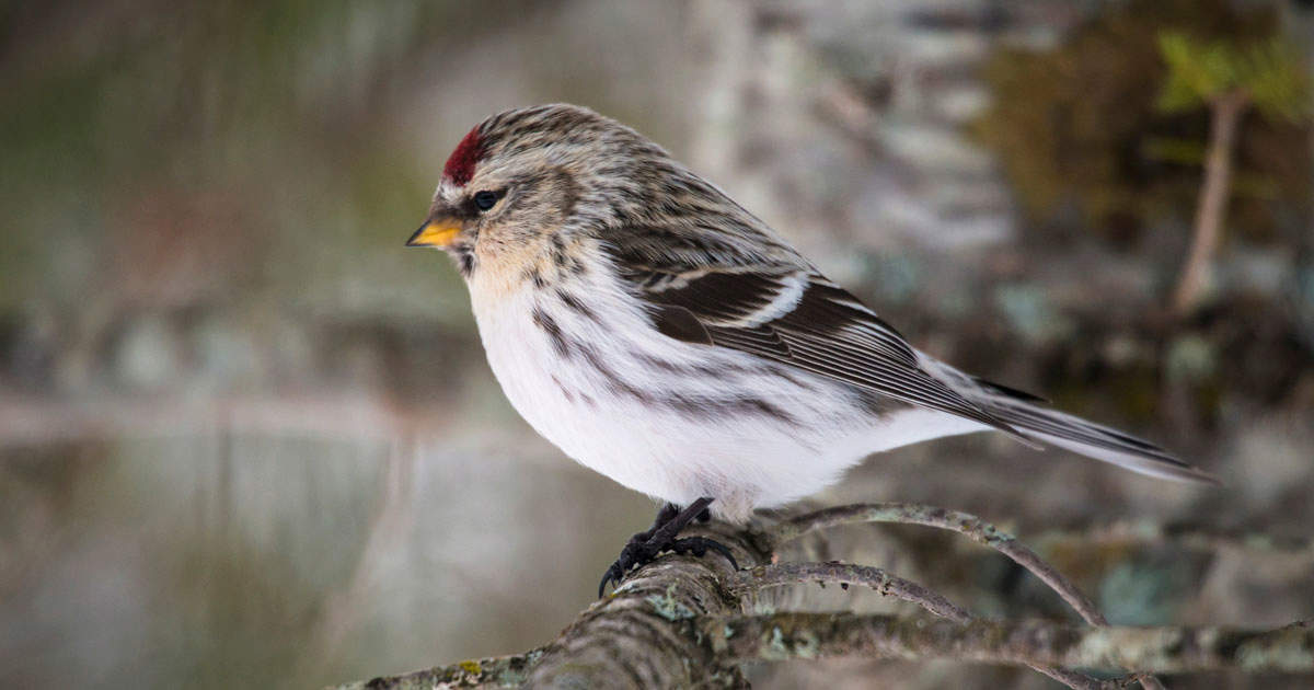 Male Redpoll bird sitting on a branch