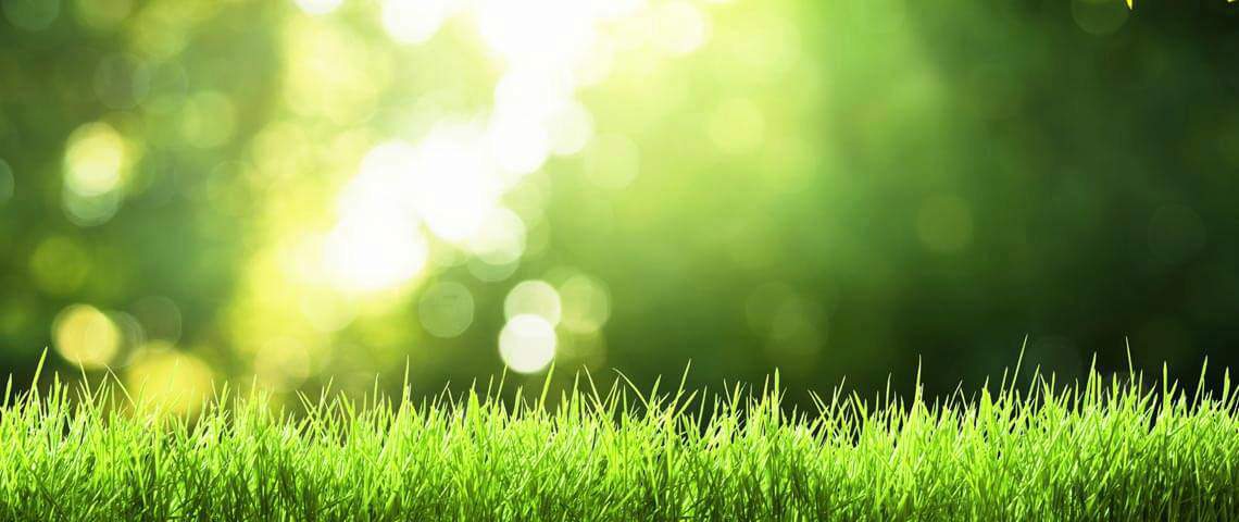 Month-by-Month Care Calendar for Cool-Season Lawns