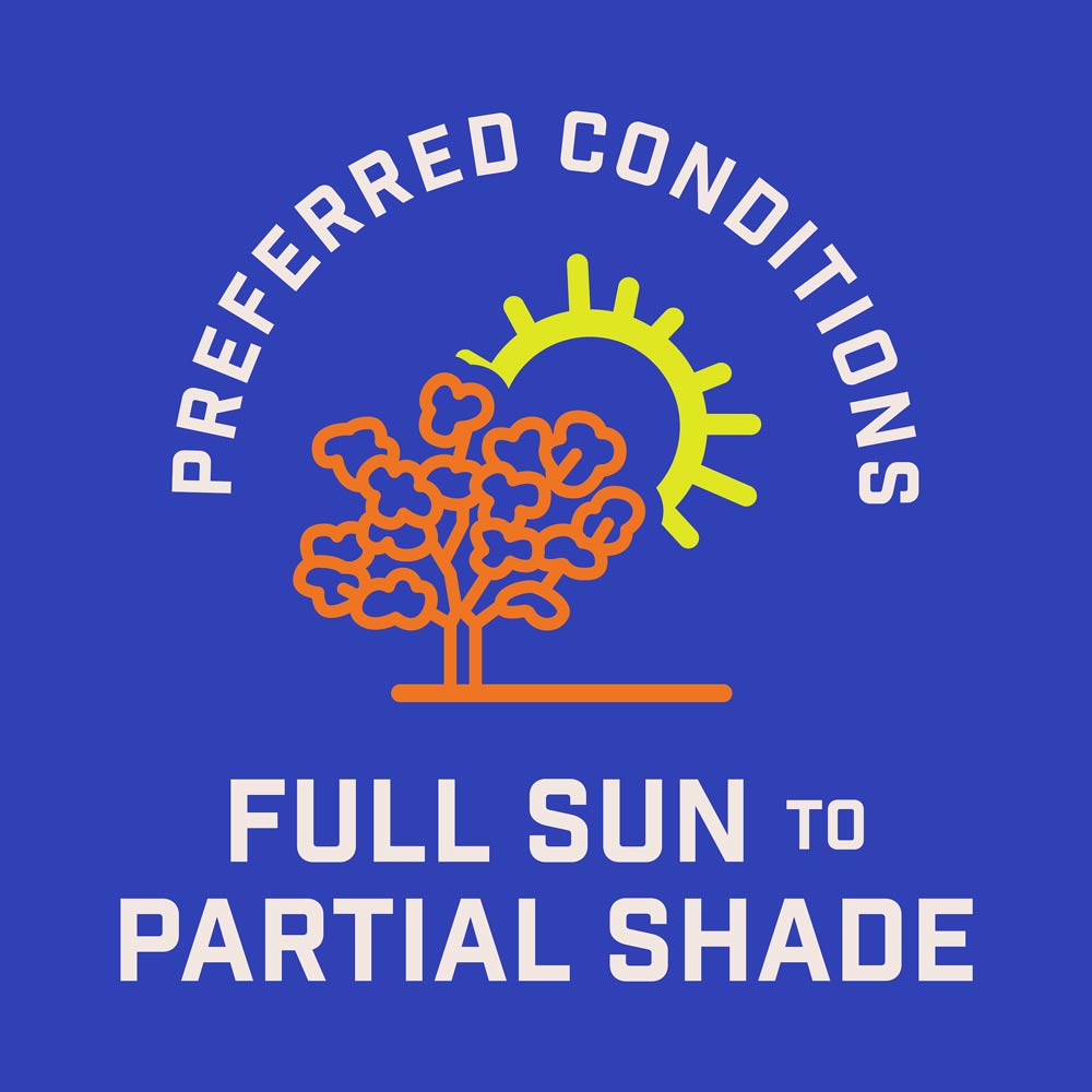 DG360-PE-Wildflower-Hummingbird-Butterfly-Mix-Alt-Images-09