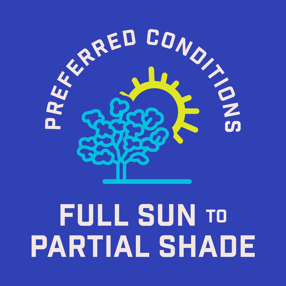 DG382-PE-Wildflower-Texas-Garden-Mix-Alt-Images-09