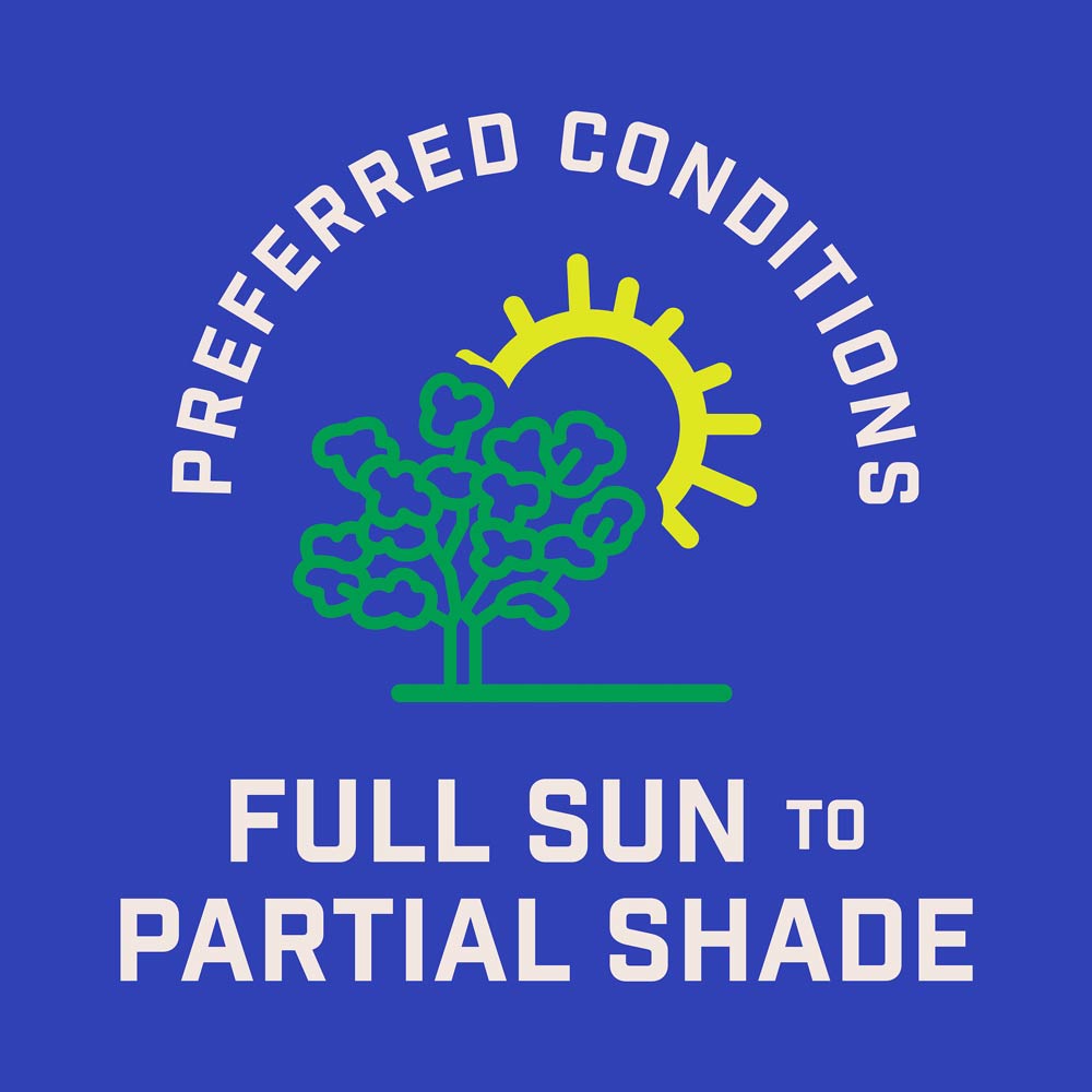 DG383-PE-Wildflower-Midwest-Garden-Mix-Alt-Images-09