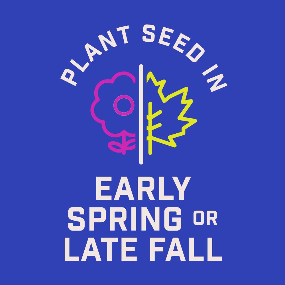 DG384-PE-Wildflower-Northeast-Mix-Alt-Images-06