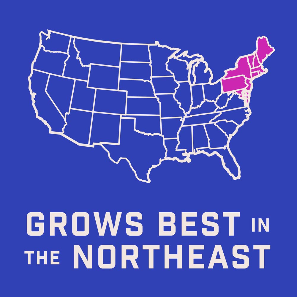 DG384-PE-Wildflower-Northeast-Mix-Alt-Images-07