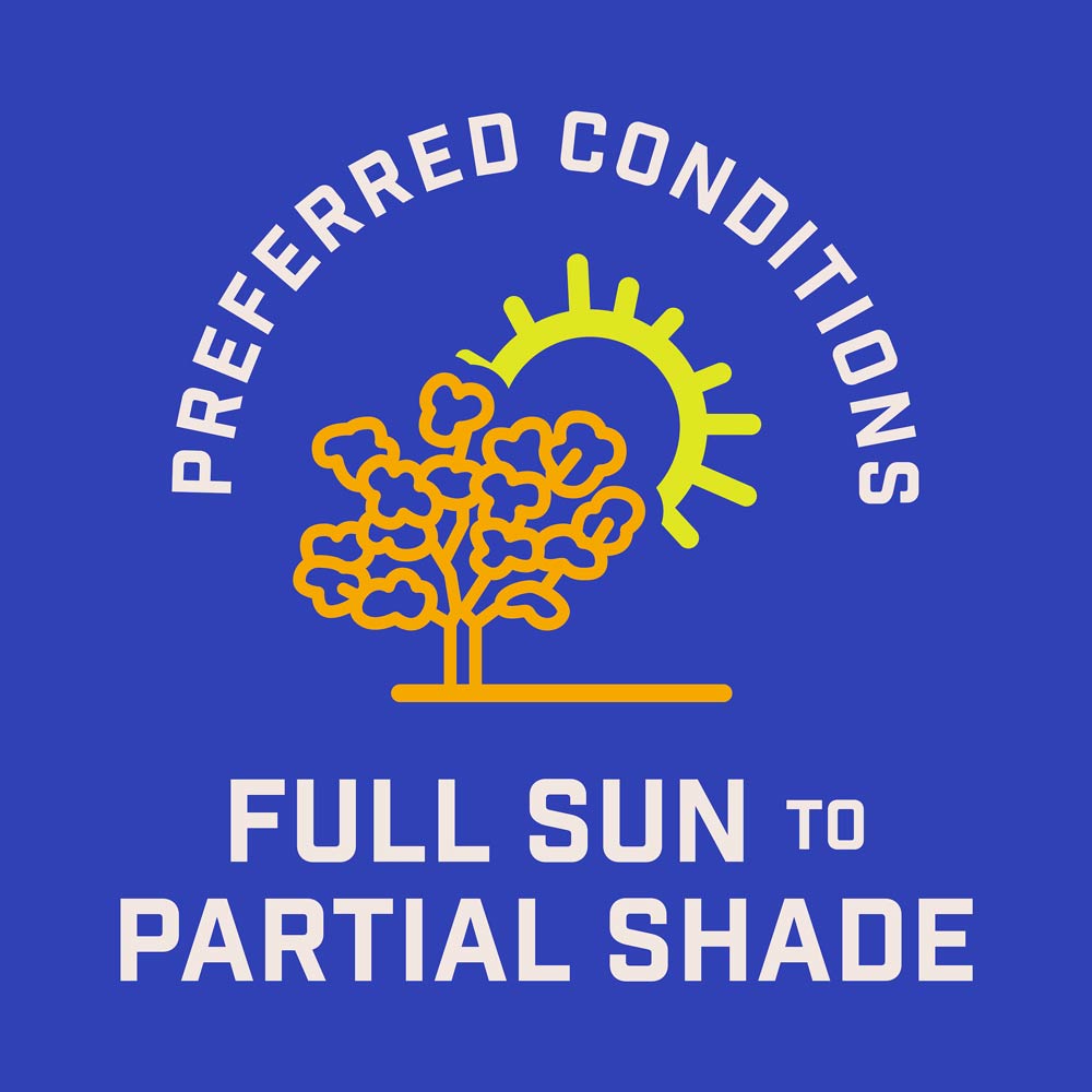 DG385-PE-Wildflower-Pacific-Northwest-Mix-Alt-Images-09