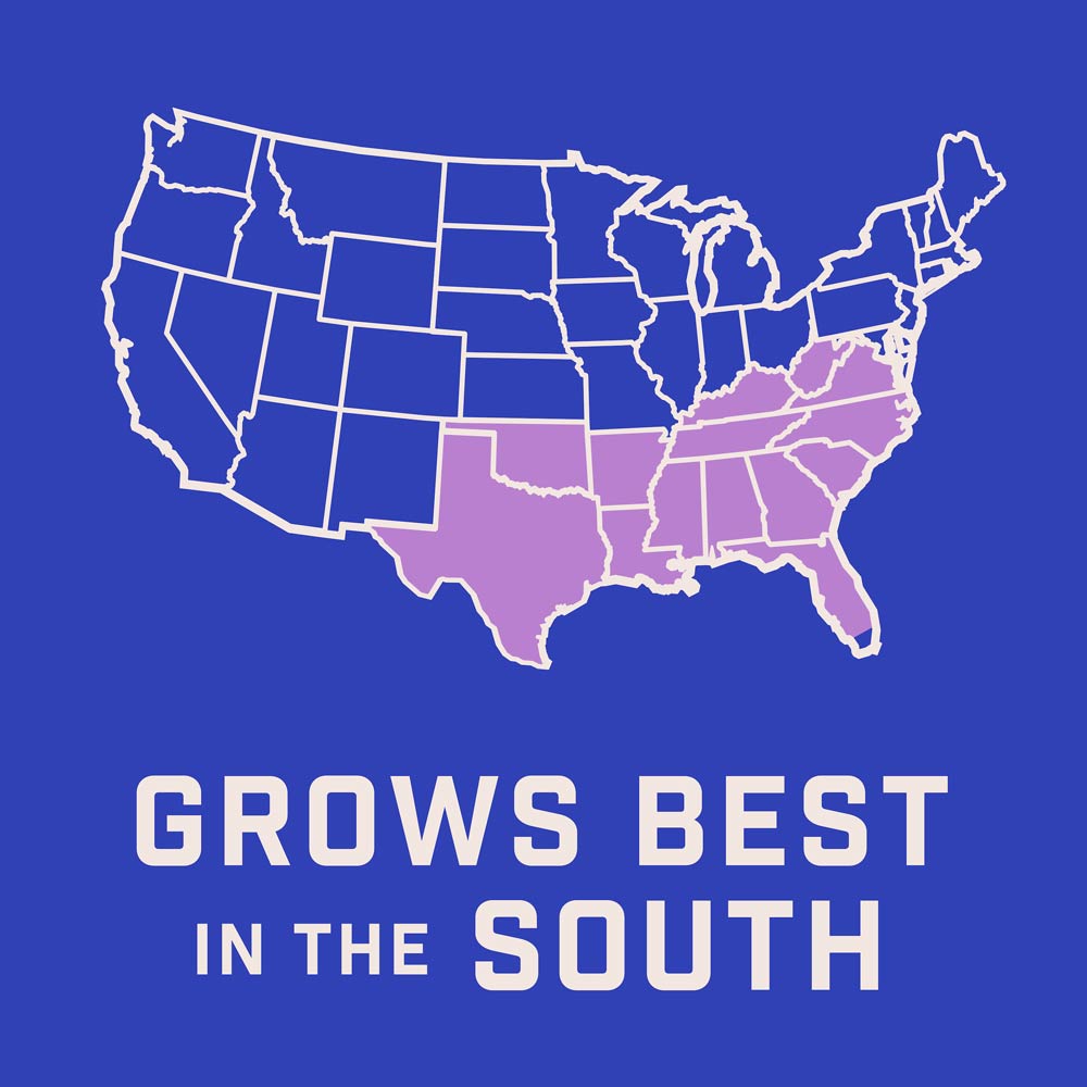 DG386-PE-Wildflower-Southern-Garden-Mix-Alt-Images-07