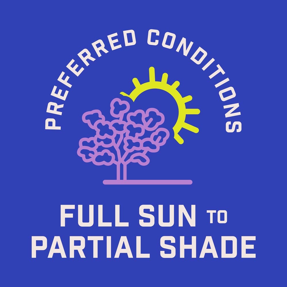 DG386-PE-Wildflower-Southern-Garden-Mix-Alt-Images-09