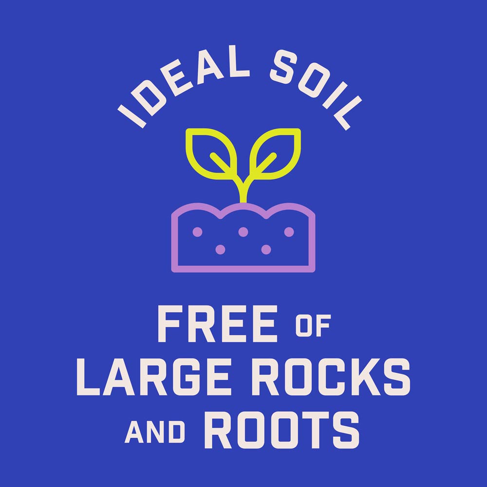 DG386-PE-Wildflower-Southern-Garden-Mix-Alt-Images-10