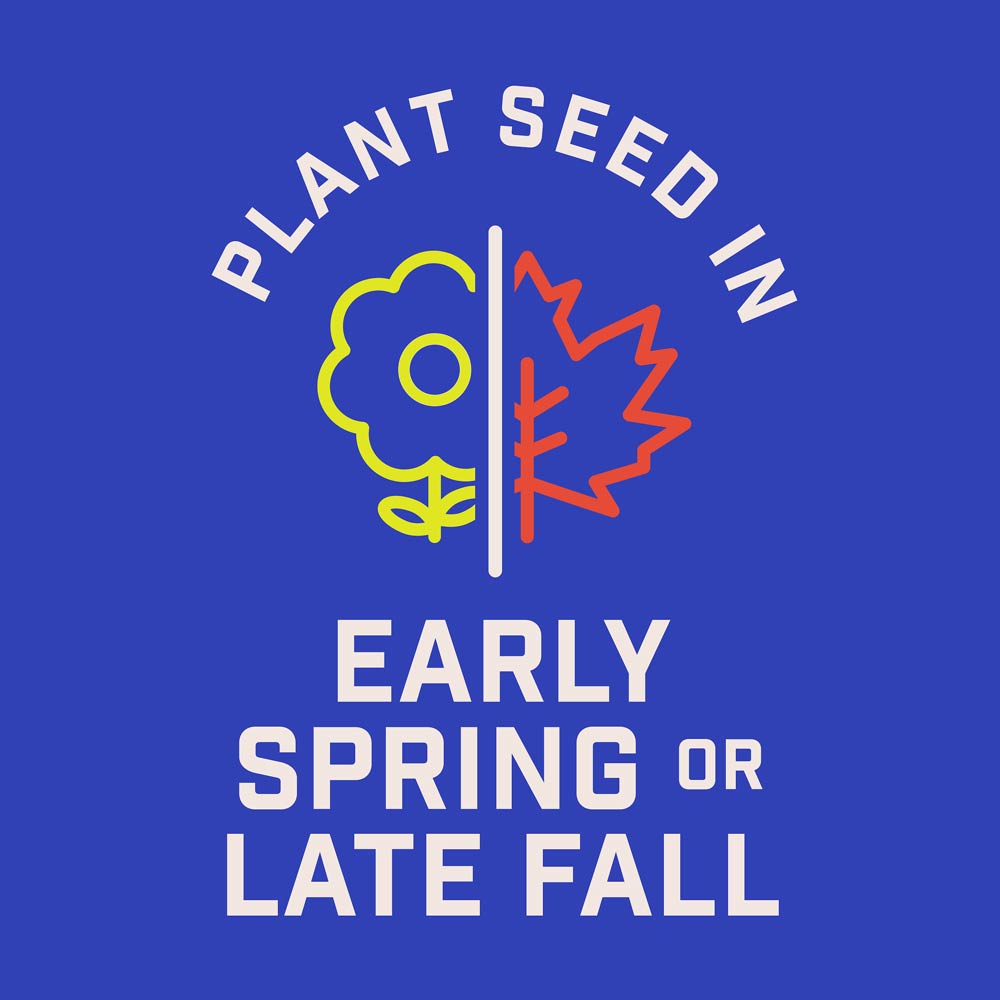 DG387-PE-Wildflower-Western-Garden-Mix-Alt-Images-06