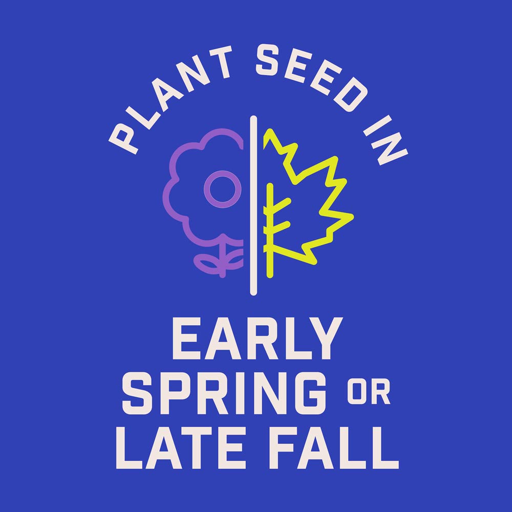 DG399-PE-Wildflower-Garden-Mix-Alt-Images-06