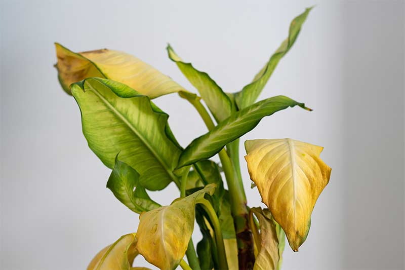 Dieffenbachia camilla with yellow leaves and brown spots