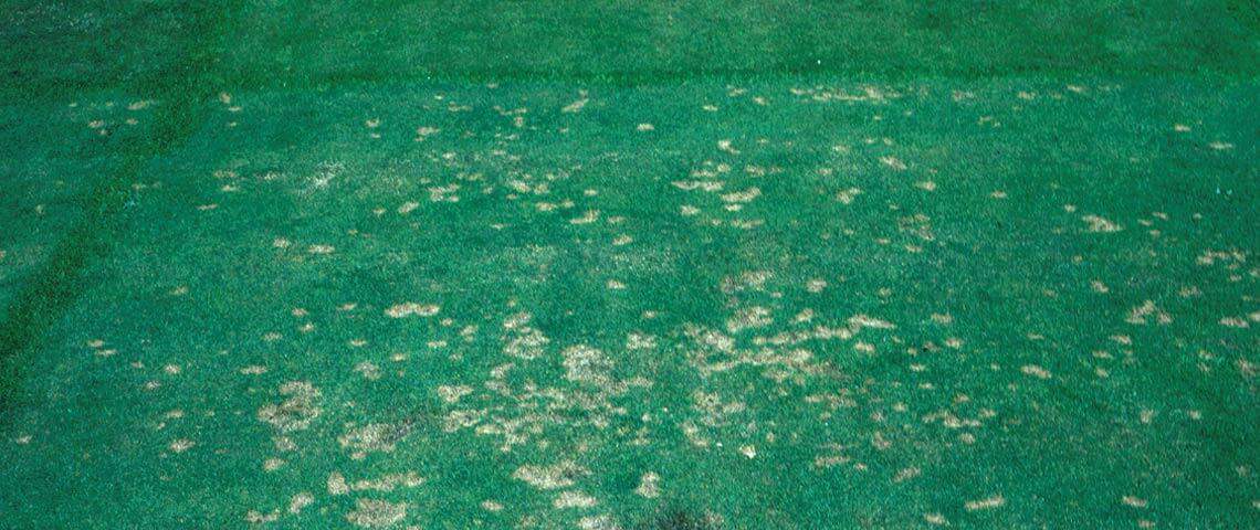 Dollar spot, seen here on creeping bentgrass, is one of the two most troublesome diseases of golf course grasses.