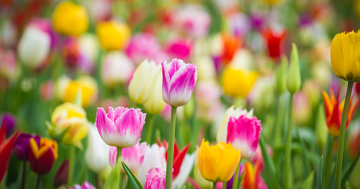 A mass of tulips in various colors in full bloom.