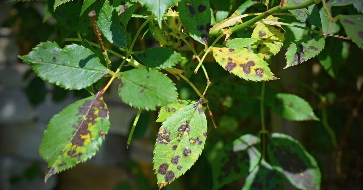 fix-spots-on-plant-leaves-og
