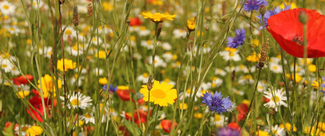 flowers_pollinators_header