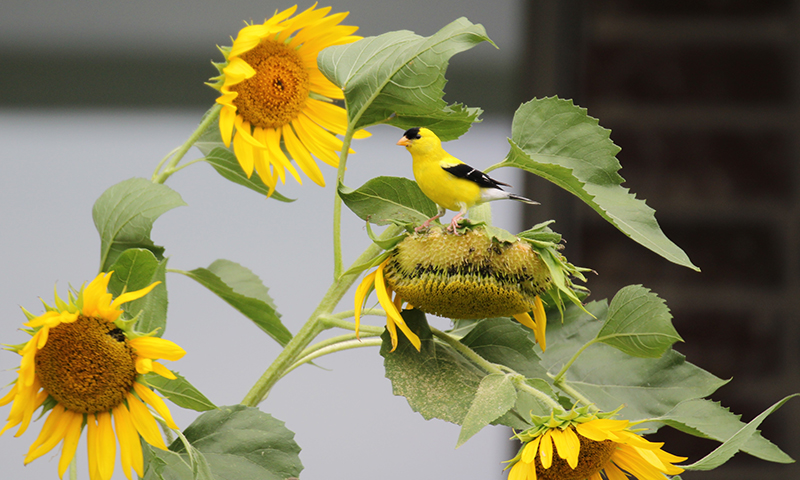 food-sources-for-wild-birds