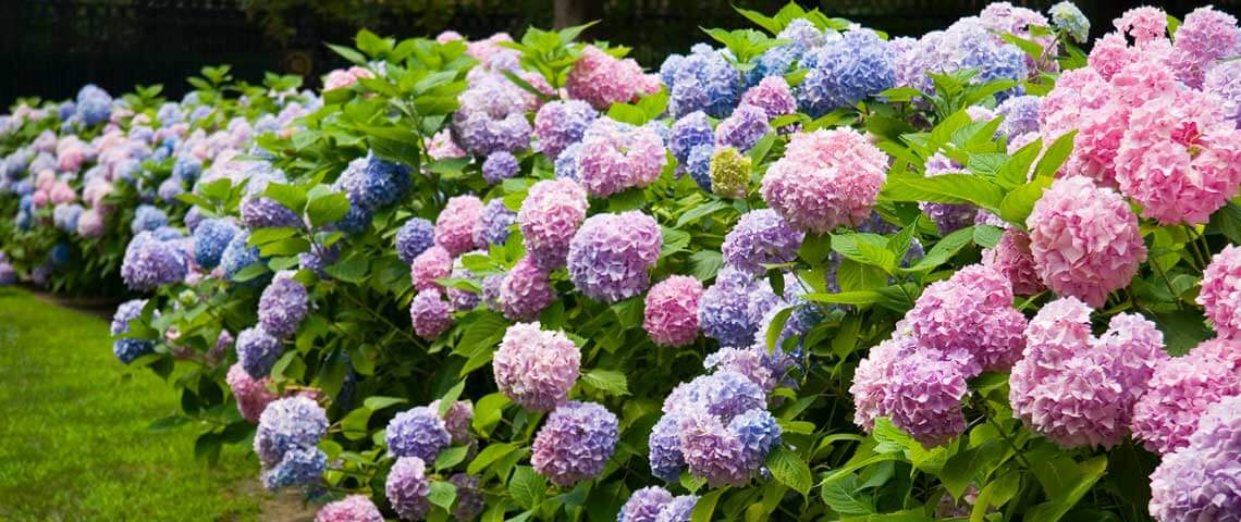 The Gardener's Guide to Gorgeous Hydrangeas Header