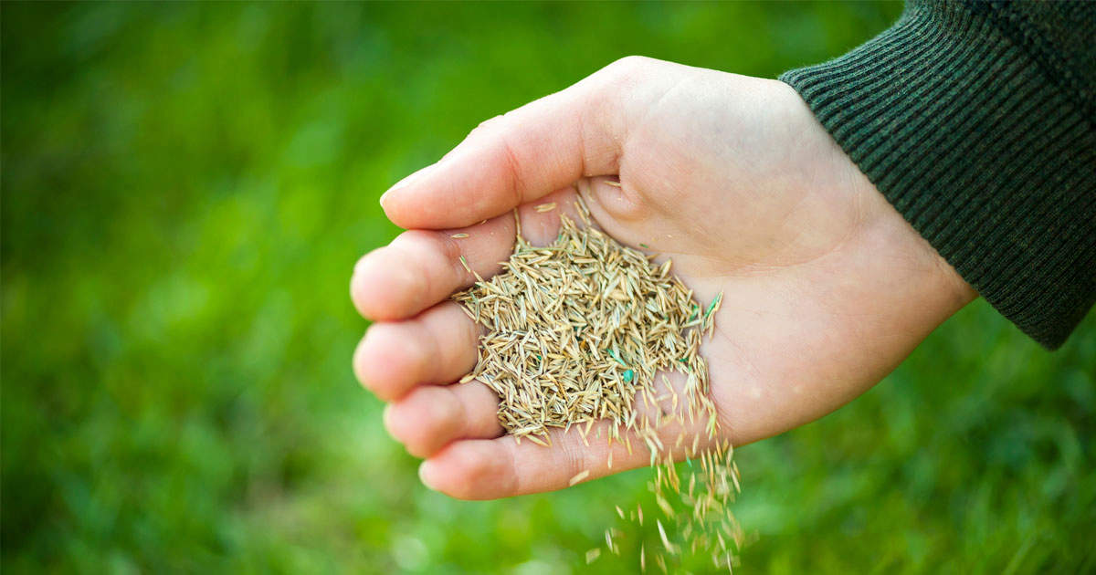 Pouring grass seeds