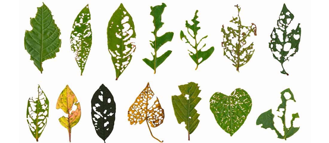 holes-in-leaves-h
