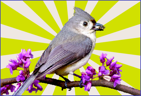 Homepage_WildBirdButton_480x330