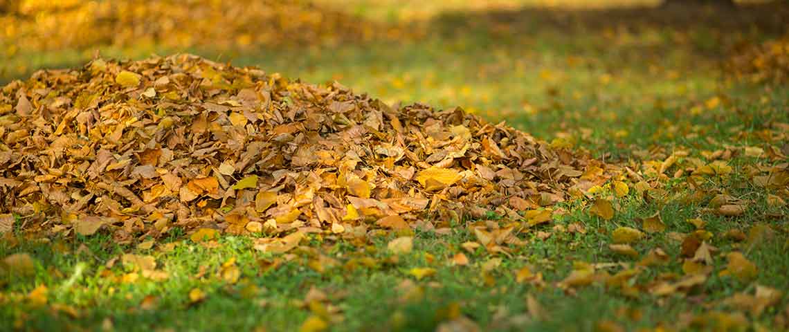 pile-of-leaves