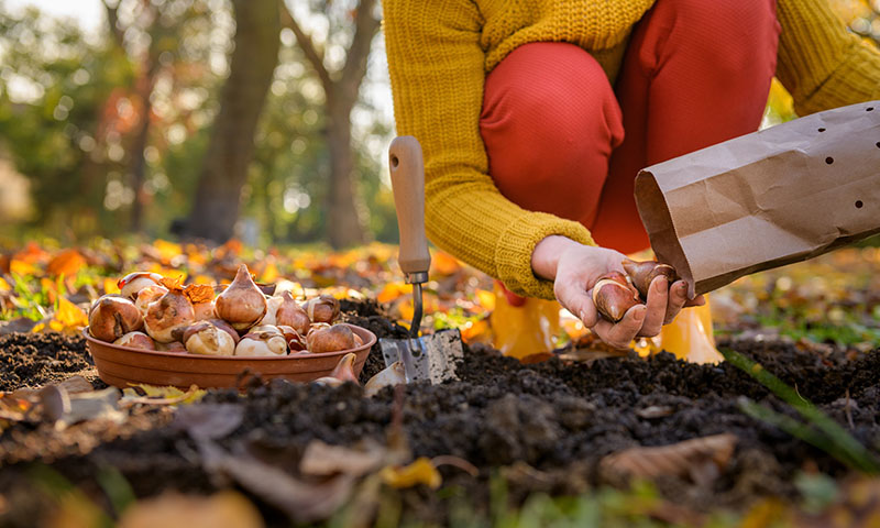 how-to-plant-spring-blooming-bulbs