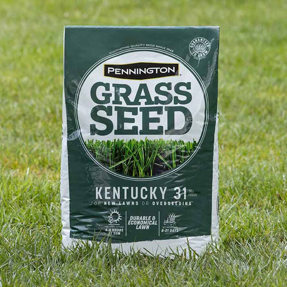 kentucky-31-tall-fescue-bag